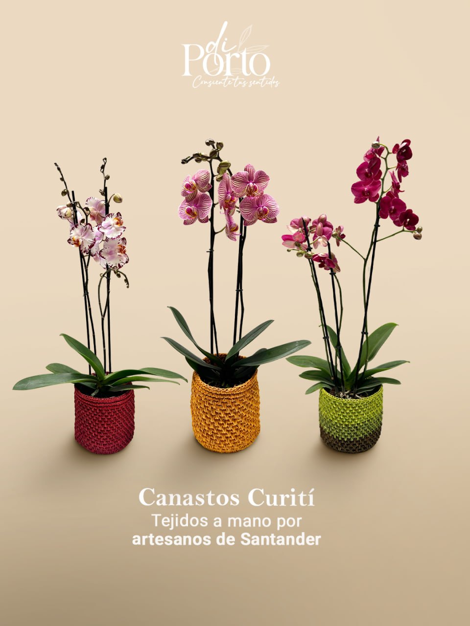 Diseno Rrss Di Porto2